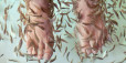 Pedicure z rybkami