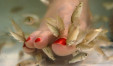 Pedicure z rybkami